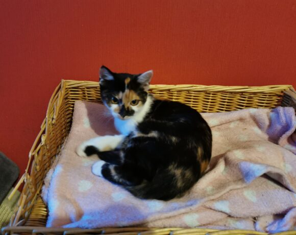 Gerda